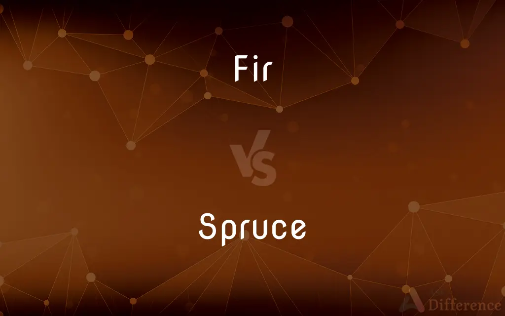 Fir vs. Spruce