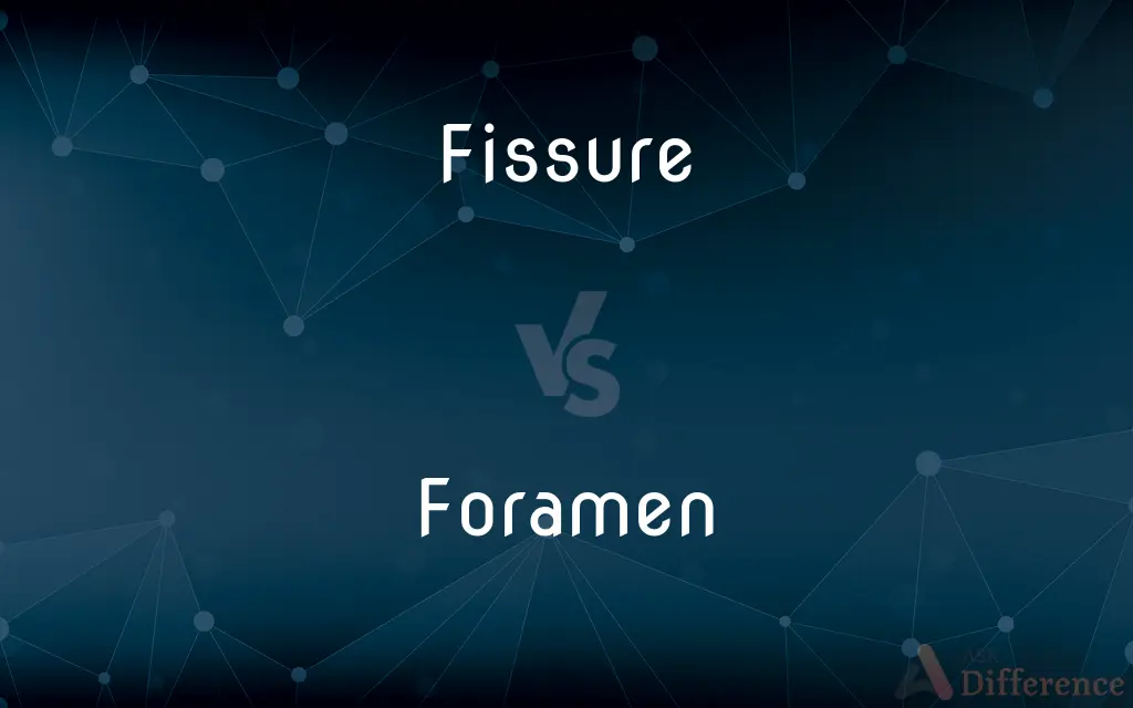 Fissure vs. Foramen — What's the Difference?