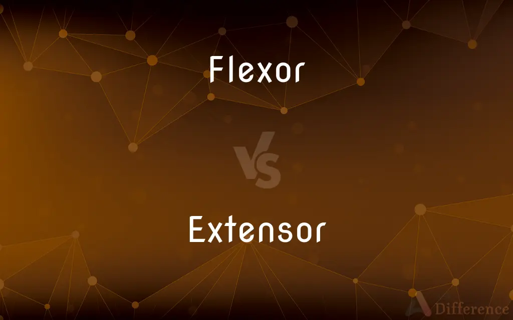 Flexor vs. Extensor — What's the Difference?