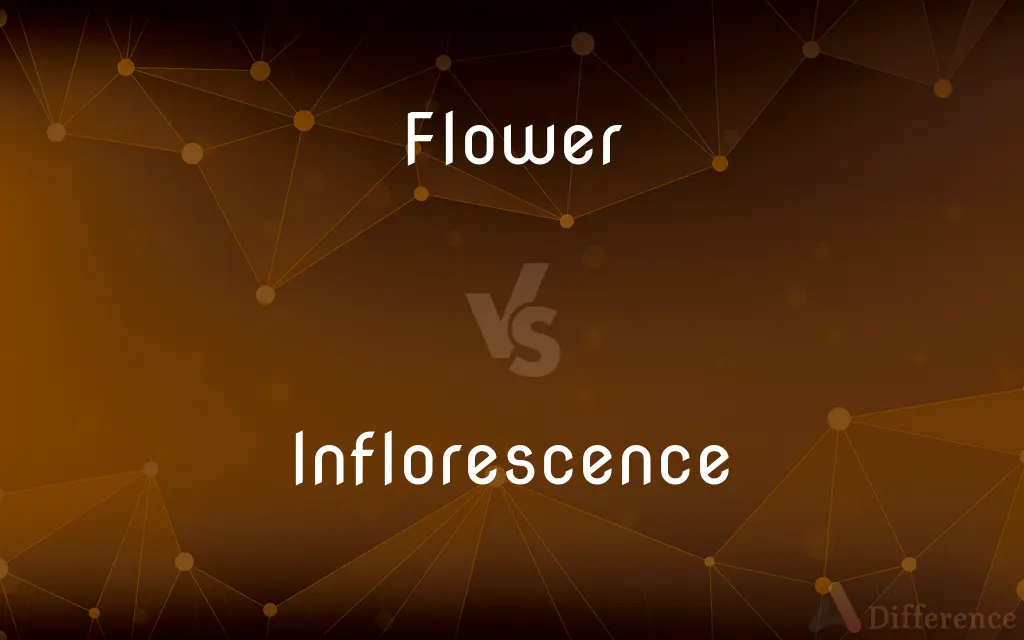 Flower vs. Inflorescence — What's the Difference?