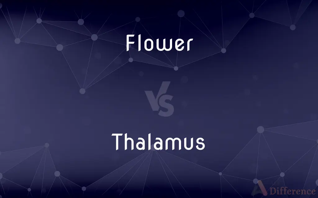 Flower vs. Thalamus — What's the Difference?