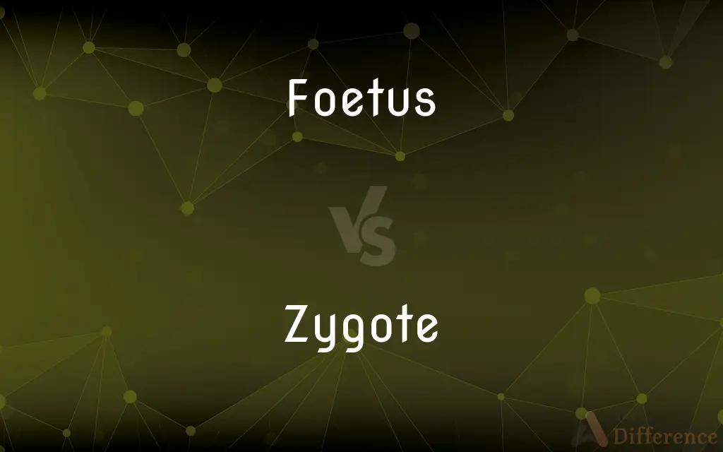Foetus vs. Zygote — What's the Difference?