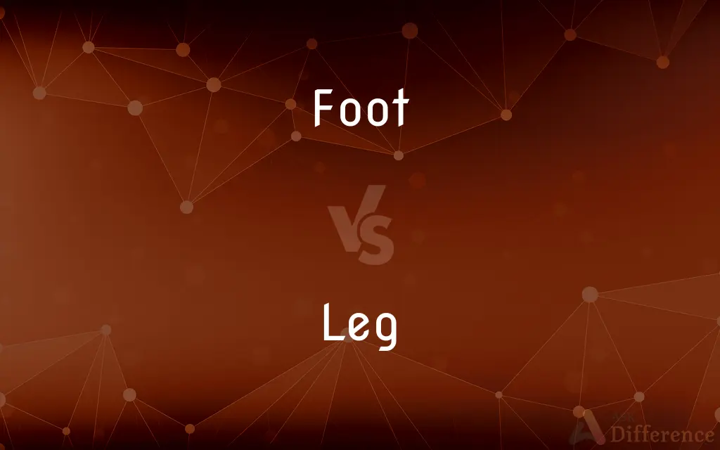 Foot vs. Leg — What's the Difference?