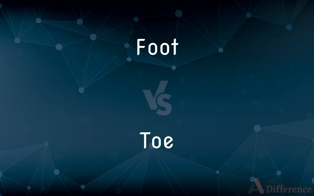 Foot vs. Toe — What's the Difference?