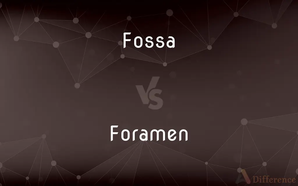 Fossa vs. Foramen — What's the Difference?