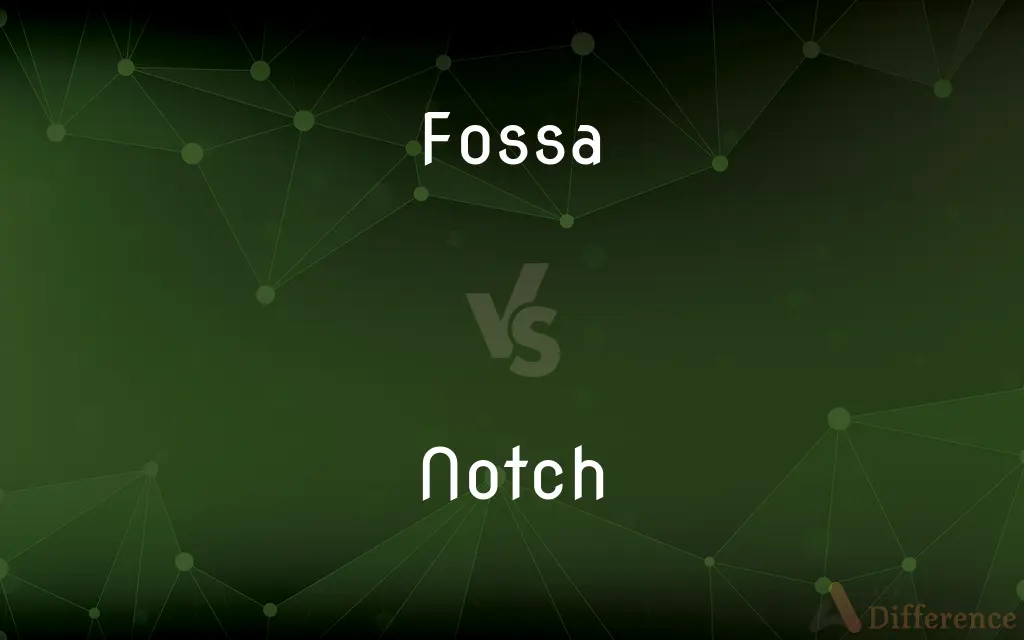 Fossa vs. Notch