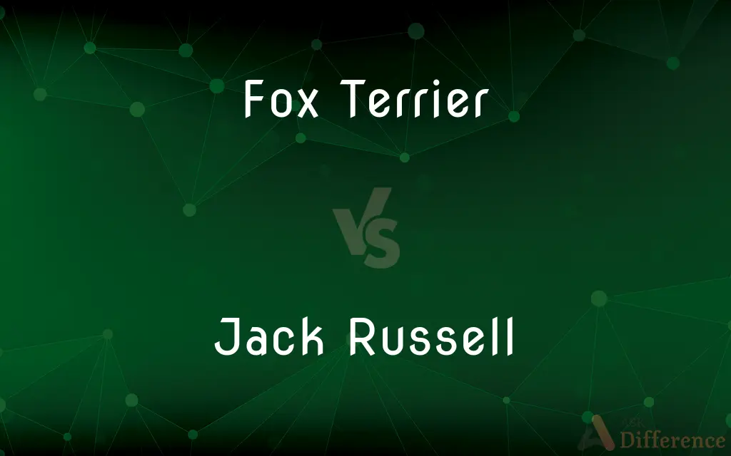 Fox Terrier vs. Jack Russell — What's the Difference?