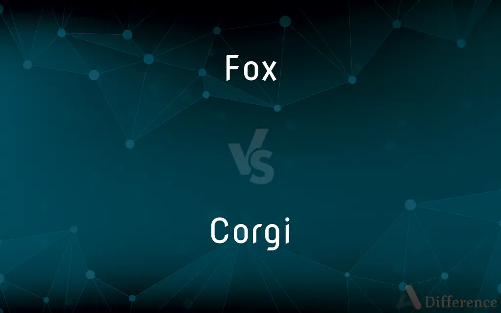 Fox vs. Corgi — What's the Difference?