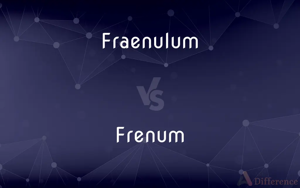 Fraenulum vs. Frenum — What's the Difference?