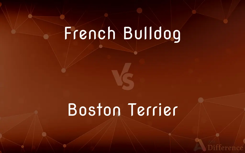 French Bulldog vs. Boston Terrier — What's the Difference?