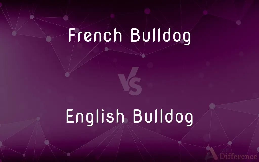 French Bulldog vs. English Bulldog — What's the Difference?