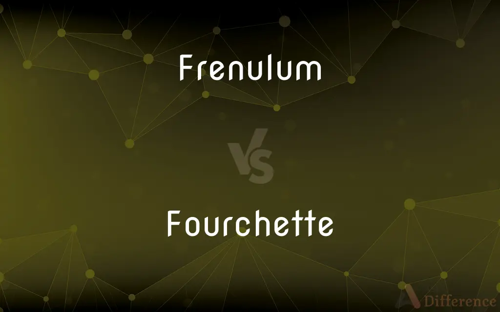 Frenulum vs. Fourchette — What's the Difference?