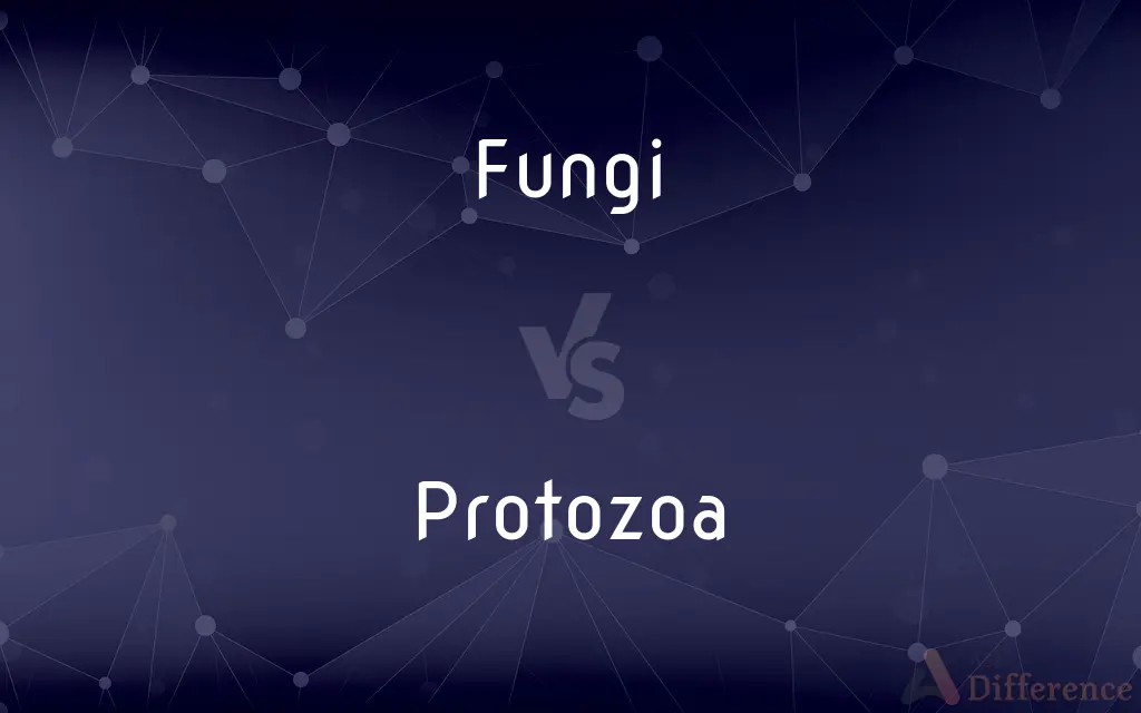 Fungi vs. Protozoa — What's the Difference?