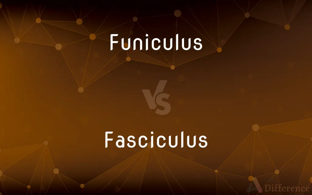 Funiculus vs. Fasciculus — What's the Difference?