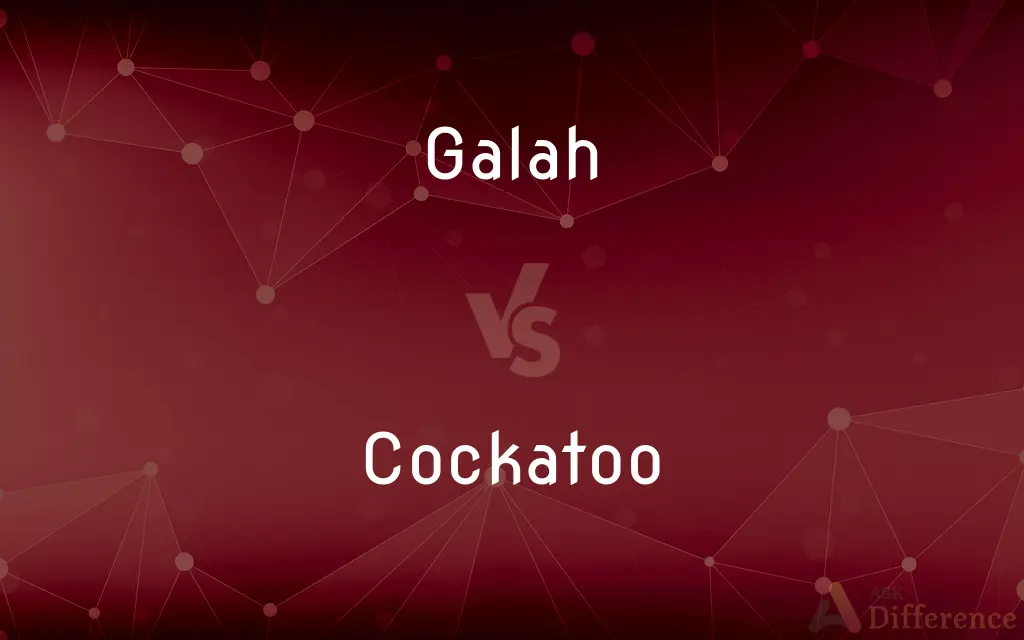 Galah vs. Cockatoo — What's the Difference?