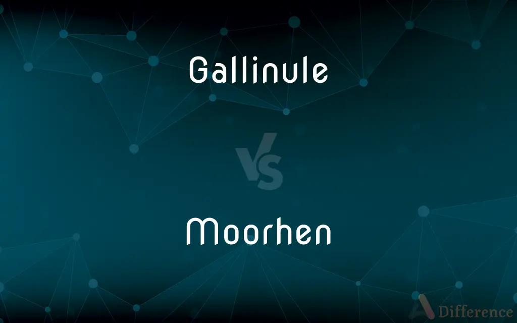Gallinule vs. Moorhen — What's the Difference?