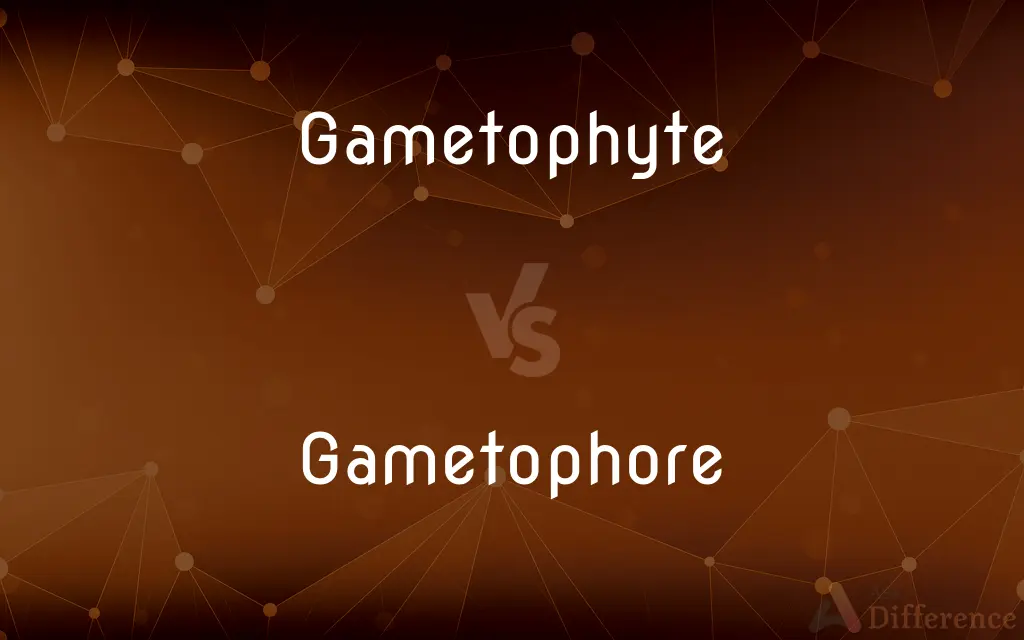 Gametophyte vs. Gametophore — What's the Difference?