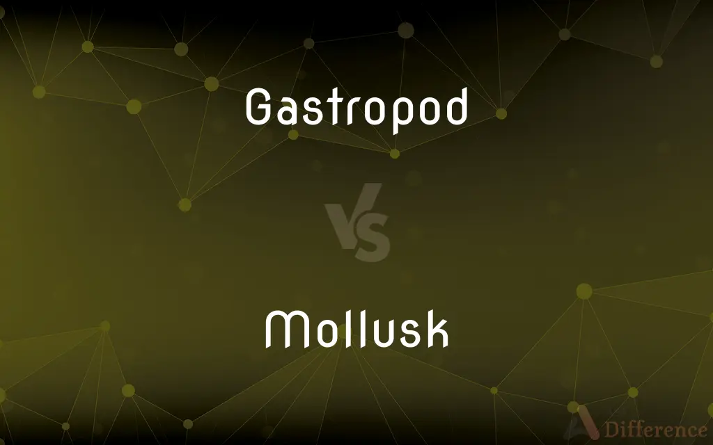 Gastropod vs. Mollusk — What's the Difference?