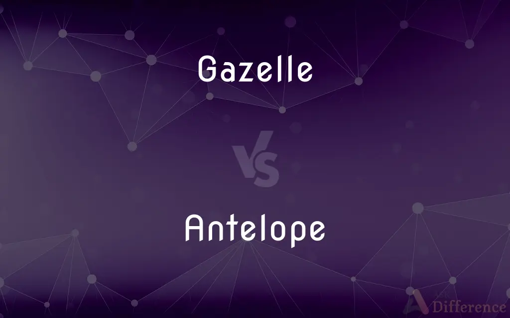 Gazelle vs. Antelope — What's the Difference?