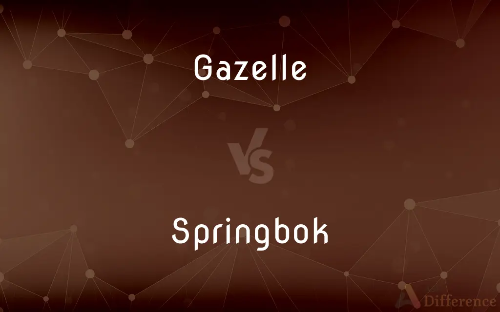 Gazelle vs. Springbok — What's the Difference?