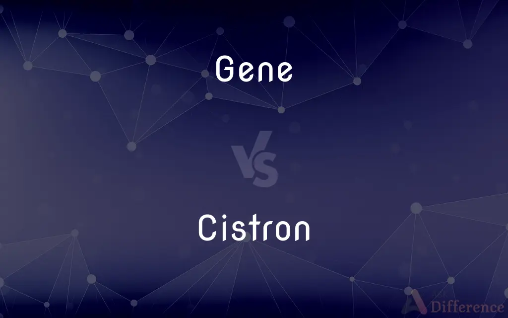 Gene vs. Cistron — What's the Difference?