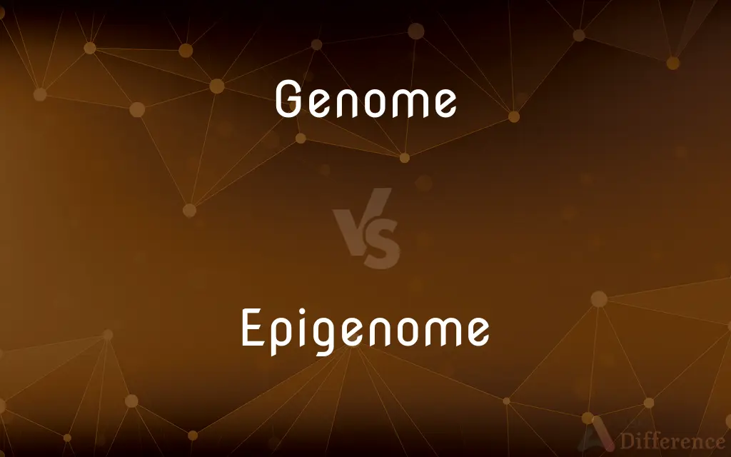 Genome vs. Epigenome — What's the Difference?