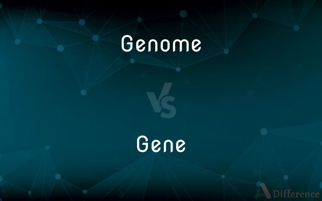 Genome vs. Gene — What's the Difference?