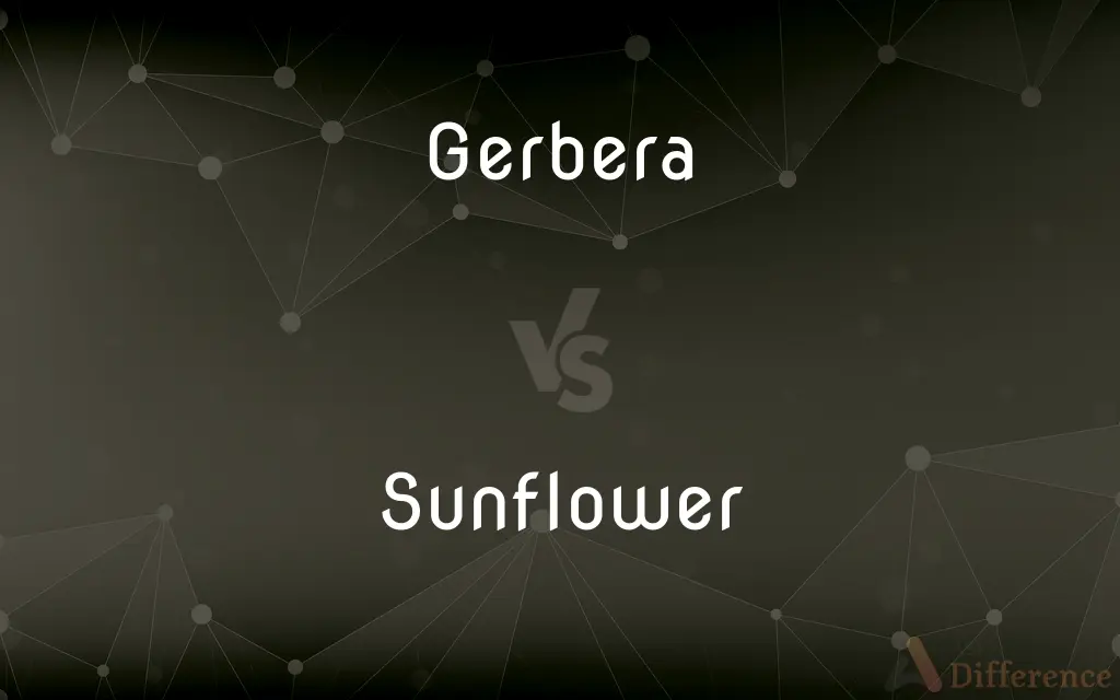 Gerbera vs. Sunflower — What's the Difference?