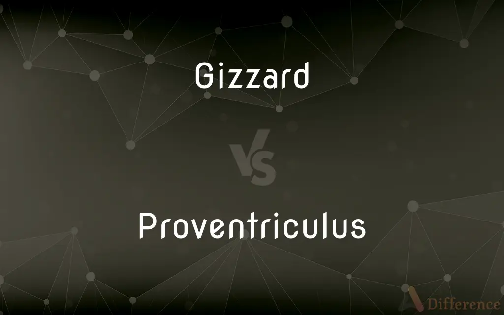 Gizzard vs. Proventriculus — What's the Difference?