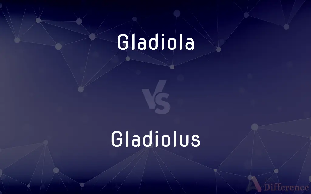 Gladiola vs. Gladiolus — What's the Difference?