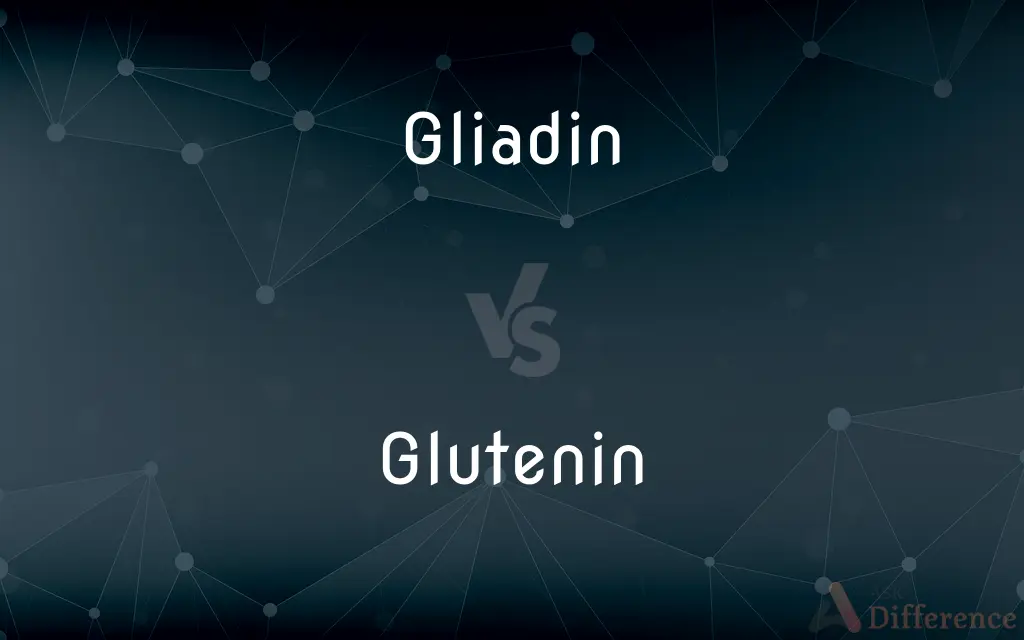 Gliadin vs. Glutenin — What's the Difference?