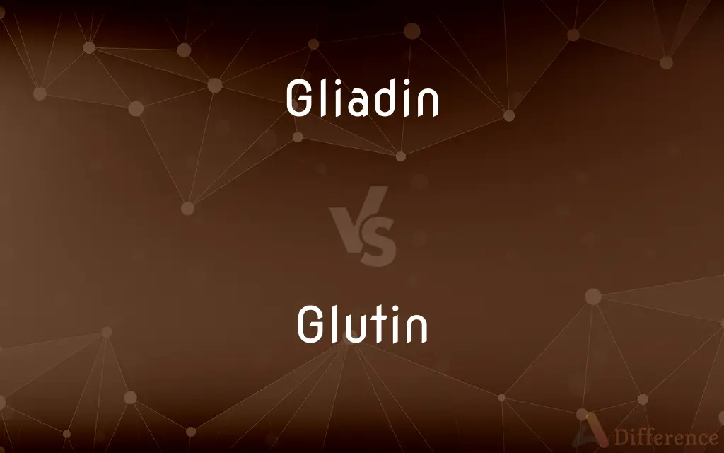 Gliadin vs. Glutin — What's the Difference?