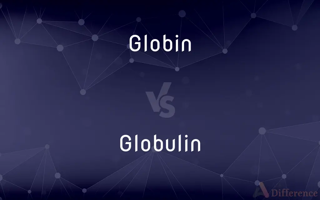 Globin vs. Globulin — What's the Difference?