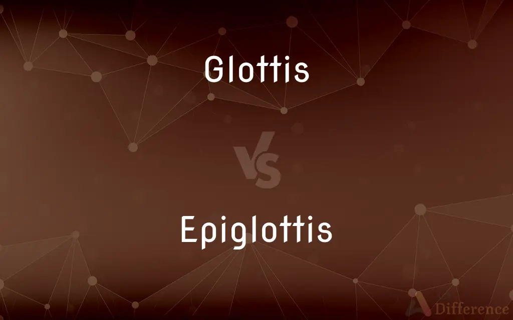 Glottis vs. Epiglottis — What's the Difference?