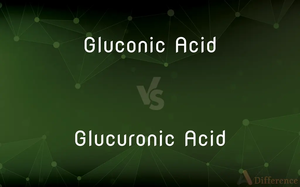 Gluconic Acid vs. Glucuronic Acid — What's the Difference?