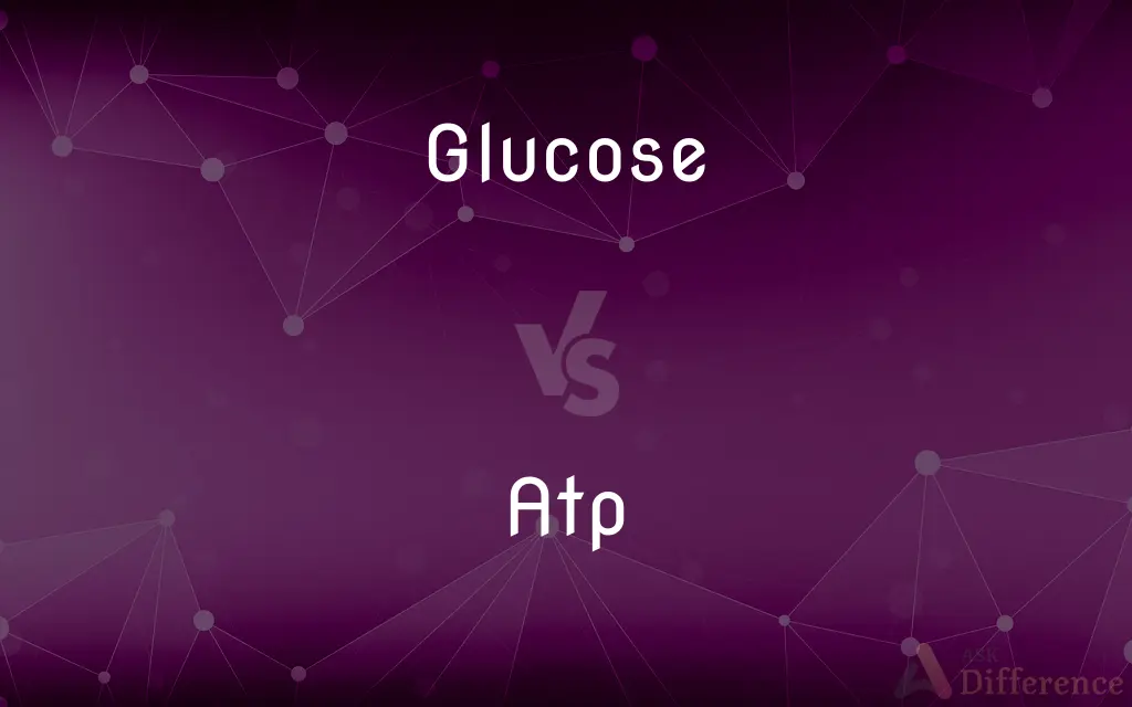 Glucose vs. Atp — What's the Difference?