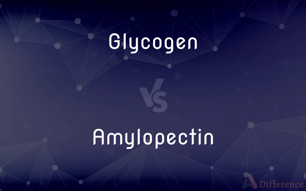 Glycogen vs. Amylopectin — What's the Difference?