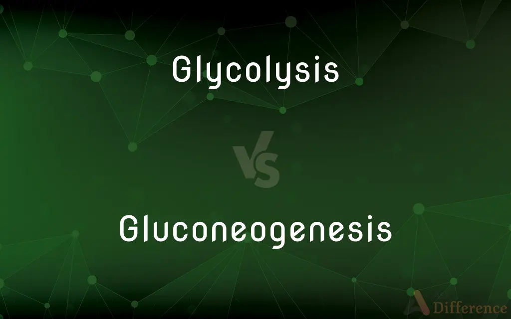 Glycolysis vs. Gluconeogenesis — What's the Difference?