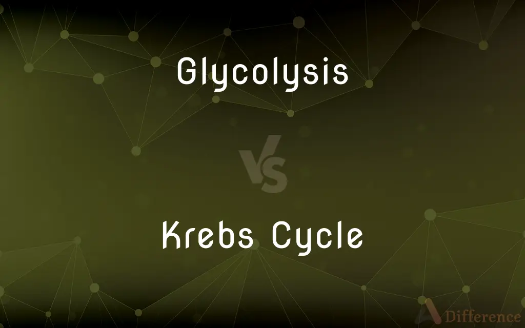 Glycolysis vs. Krebs Cycle — What's the Difference?