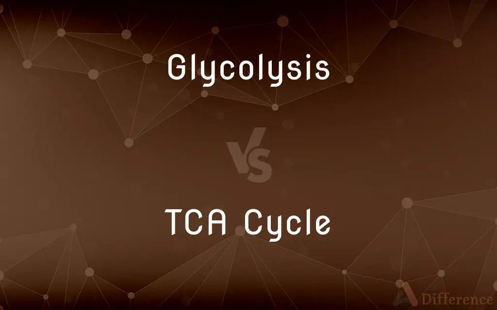 Glycolysis vs. TCA Cycle — What's the Difference?