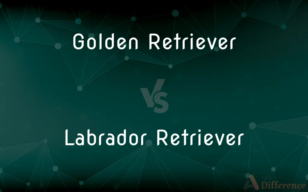 Golden Retriever vs. Labrador Retriever — What's the Difference?