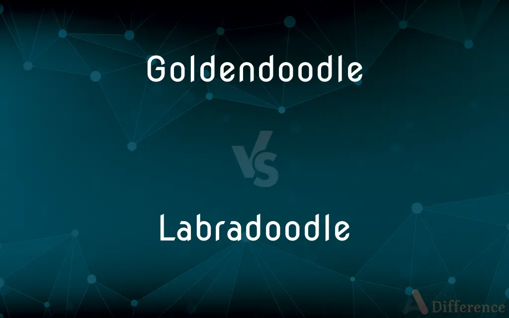 Goldendoodle vs. Labradoodle — What's the Difference?