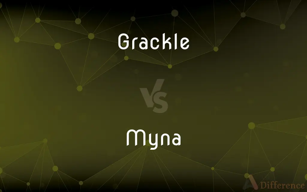 Grackle vs. Myna — What's the Difference?