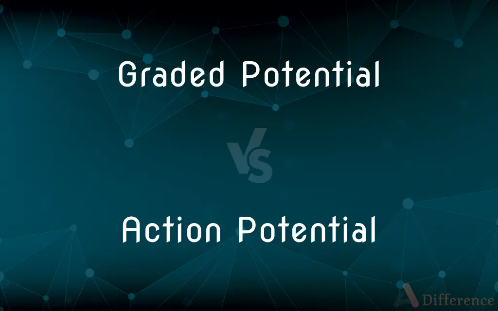 Graded Potential vs. Action Potential — What's the Difference?