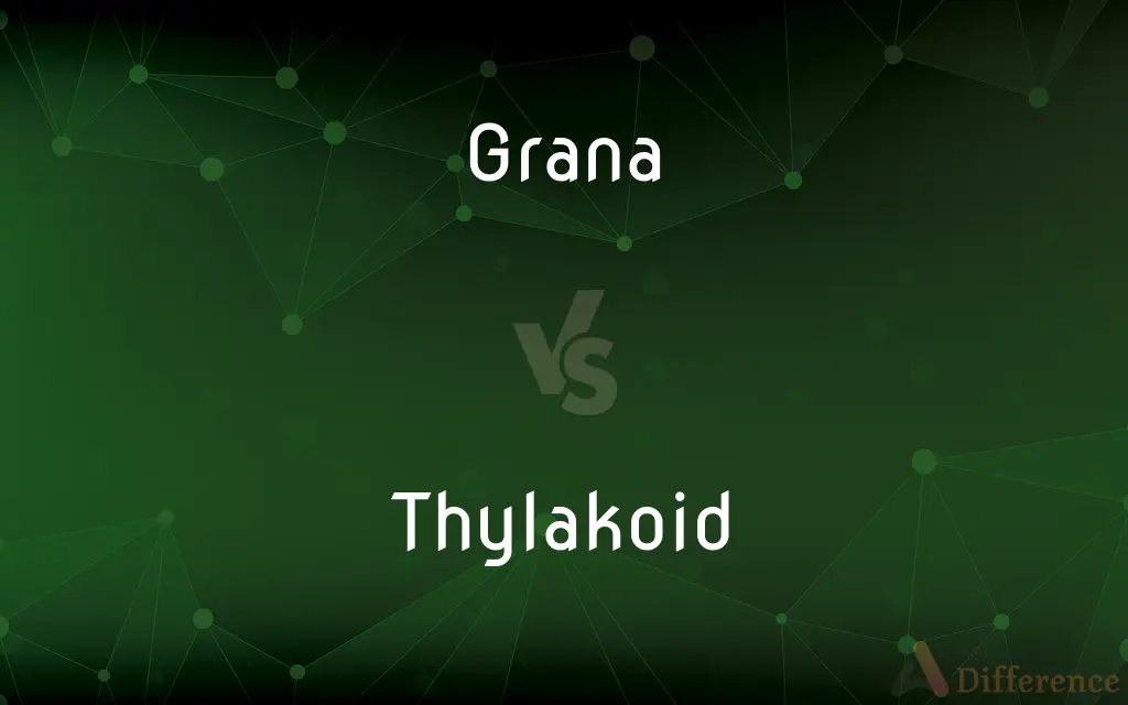 Grana vs. Thylakoid — What's the Difference?