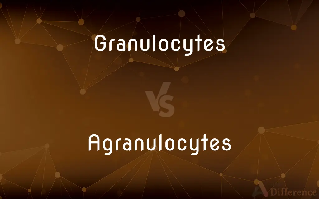 Granulocytes vs. Agranulocytes — What's the Difference?