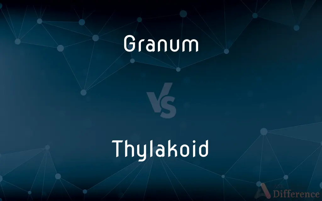 Granum vs. Thylakoid — What's the Difference?