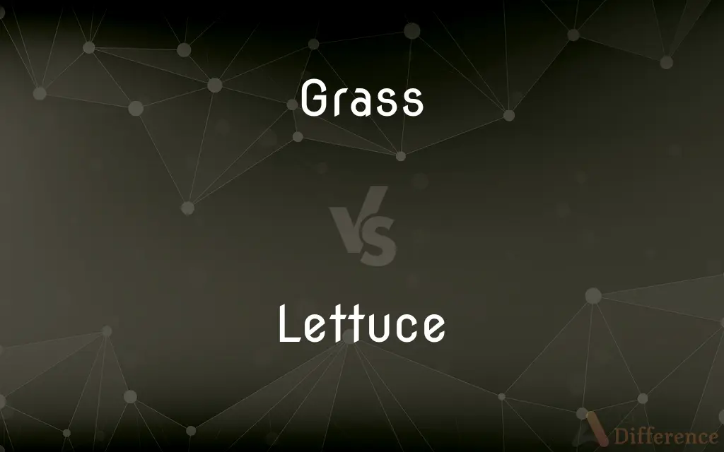 Grass vs. Lettuce — What's the Difference?