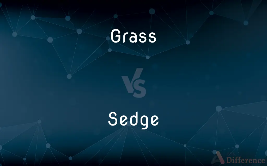 Grass vs. Sedge — What's the Difference?