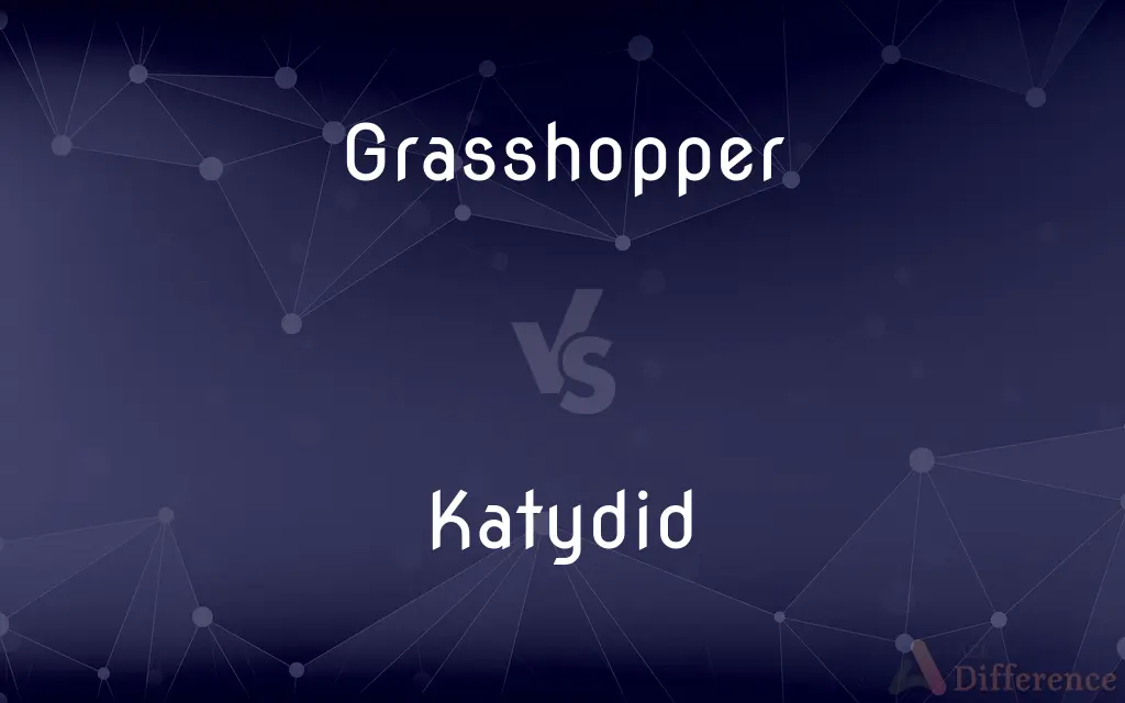 Grasshopper vs. Katydid — What's the Difference?